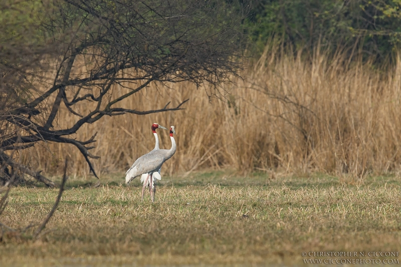 Sarus Crane