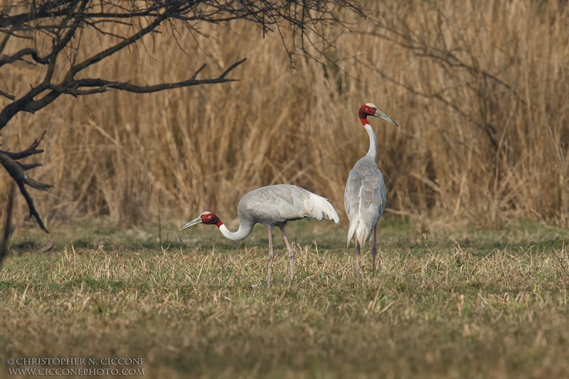 Sarus Crane