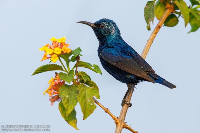 Purple Sunbird