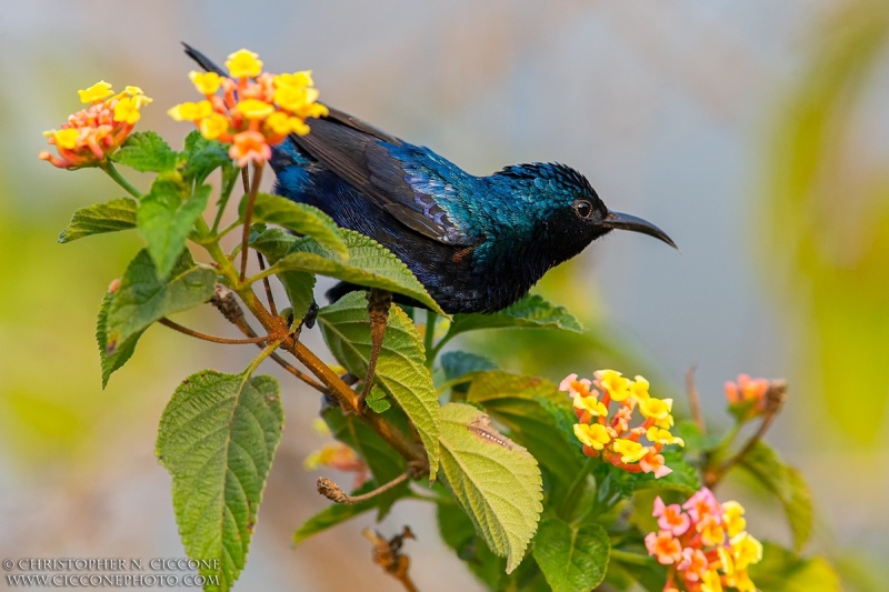 Purple Sunbird