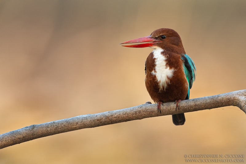 White-throated Kingfisher