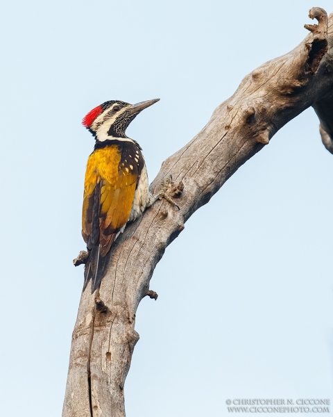 Lesser Golden-backed Woodpecker