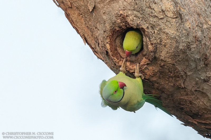 Rose-ringed Parakeet