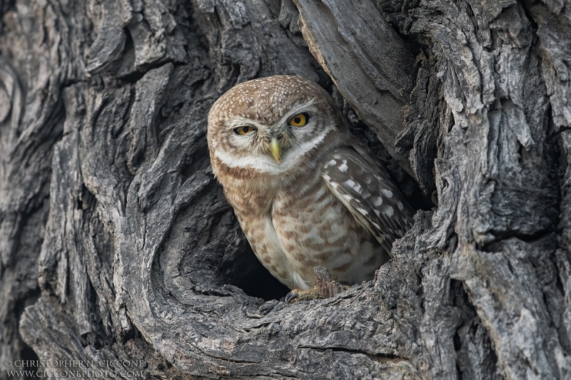 Spotted Owlet