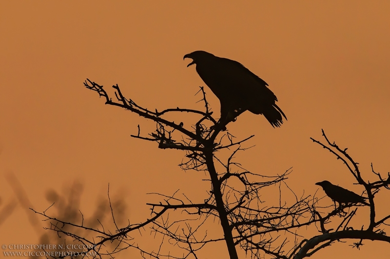 Greater Spotted Eagle