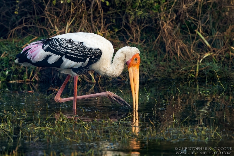 Painted Stork