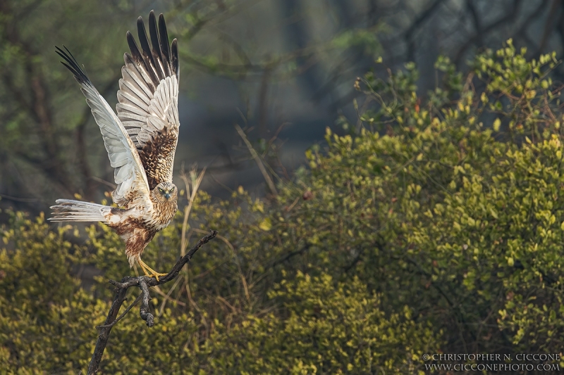 Western Marsh Harrier