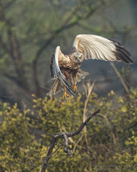 Western Marsh Harrier