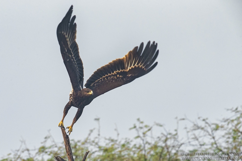 Greater Spotted Eagle