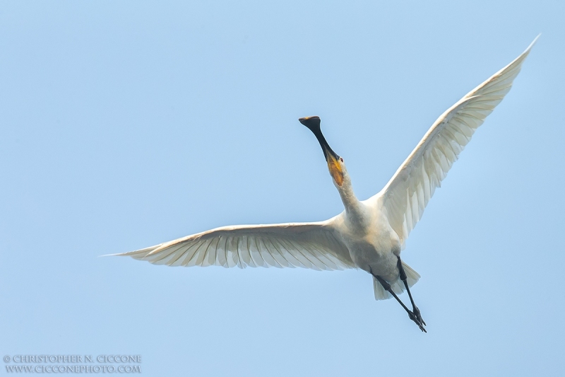 Eurtasian Spoonbill