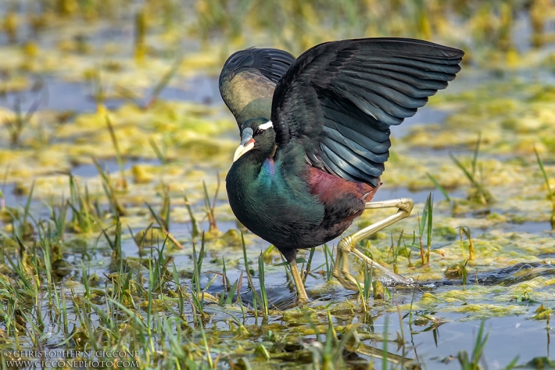 Bronze-winged Jacana