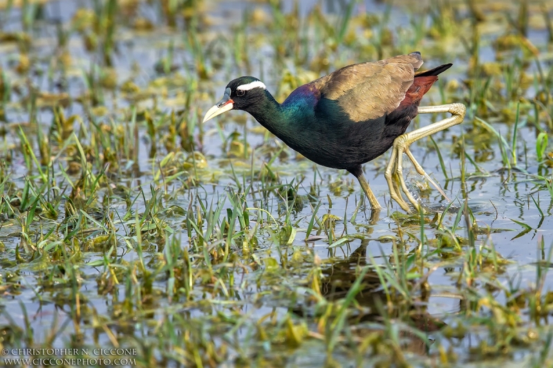 Bronze-winged Jacana