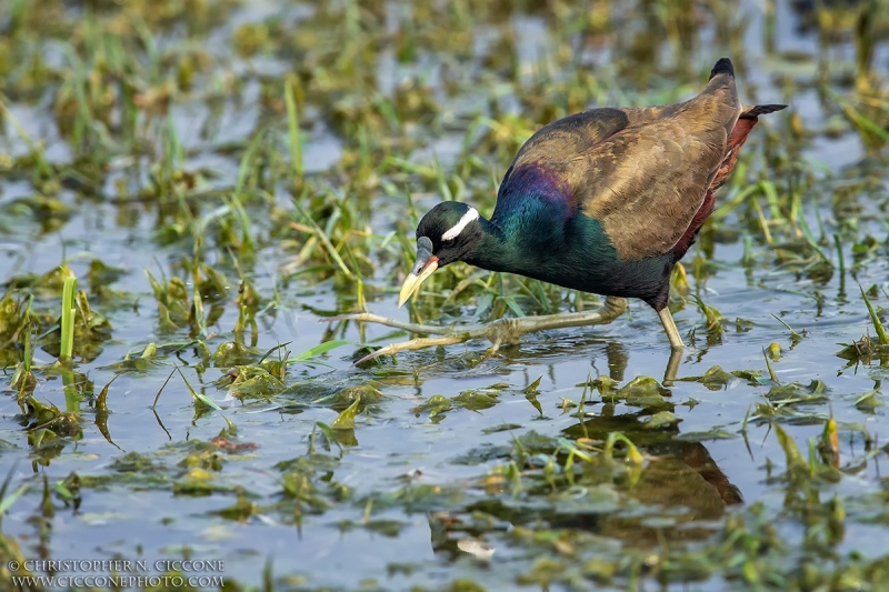 Bronze-winged Jacana