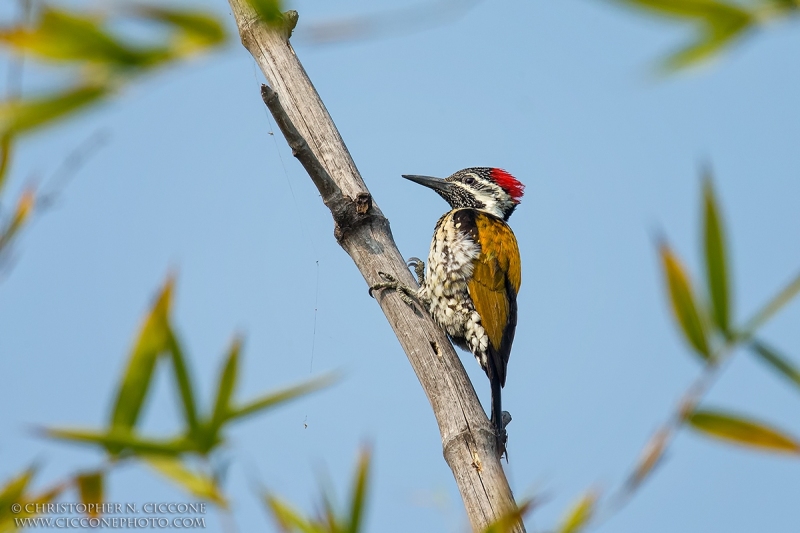 Lesser Golden-backed Woodpecker