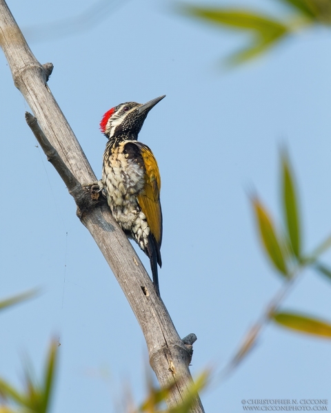 Lesser Golden-backed Woodpecker