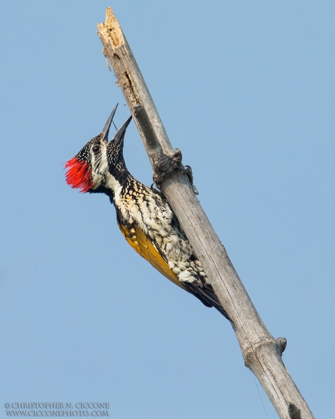 Lesser Golden-backed Woodpecker