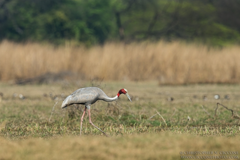 Sarus Crane