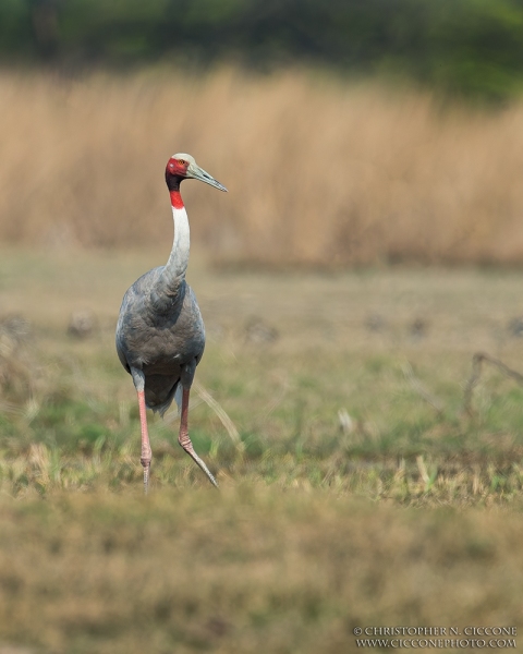 Sarus Crane