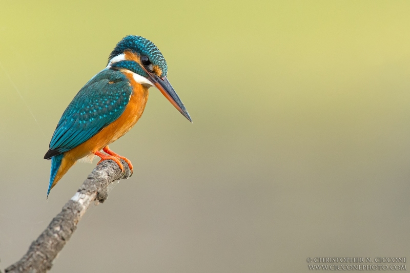 Common Kingfisher