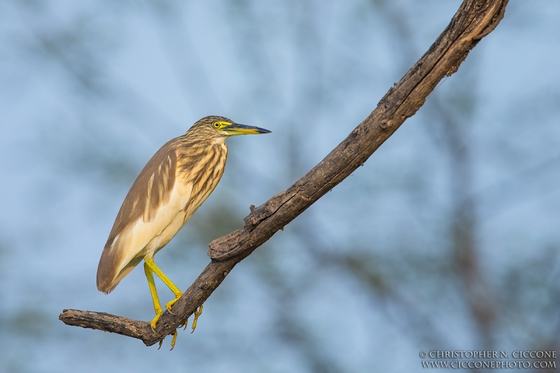 Indian Pond Heron