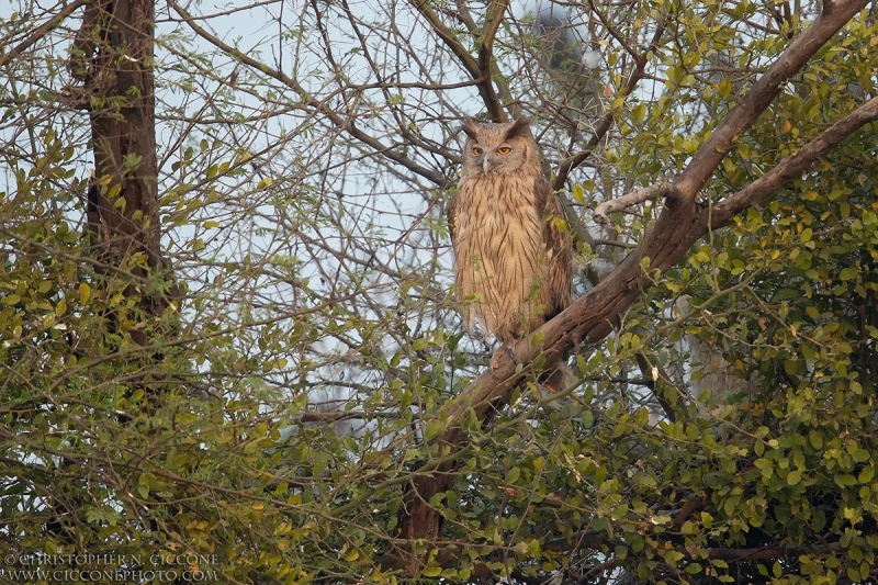 Dusky Eagle Owl