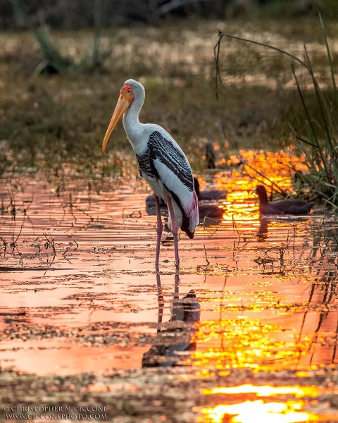 Painted Stork