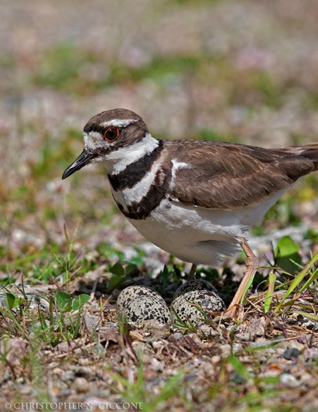 Killdeer