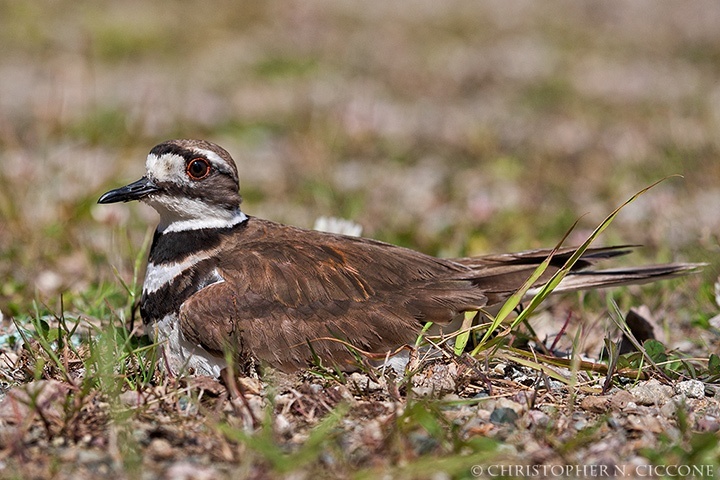 Killdeer