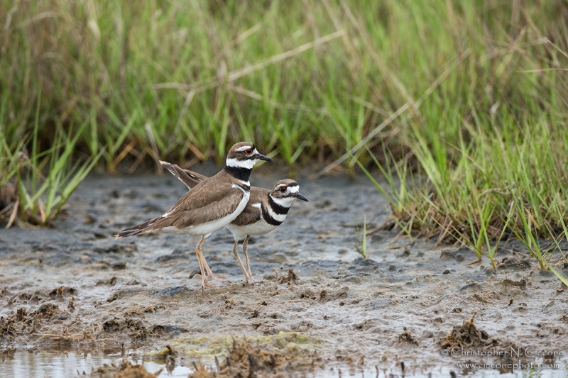 Killdeer