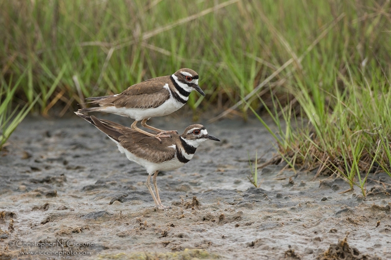 Killdeer