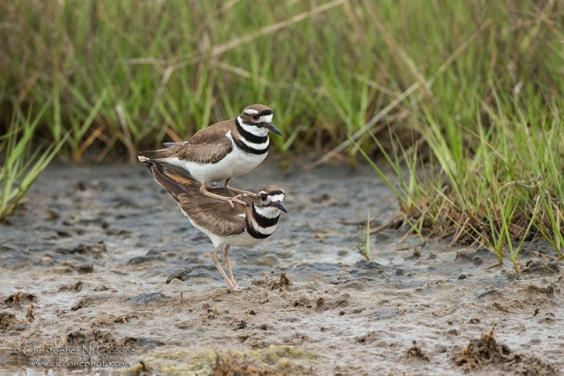 Killdeer