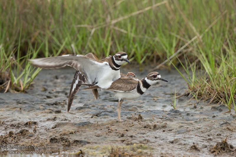 Killdeer