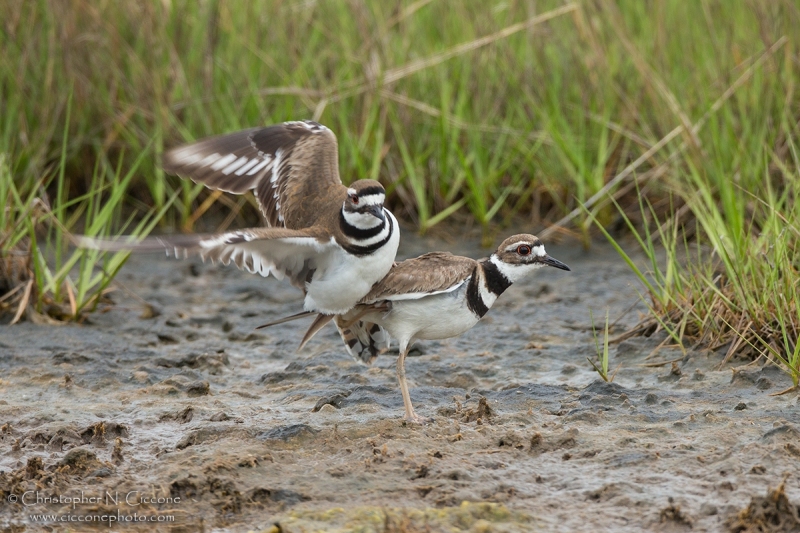 Killdeer