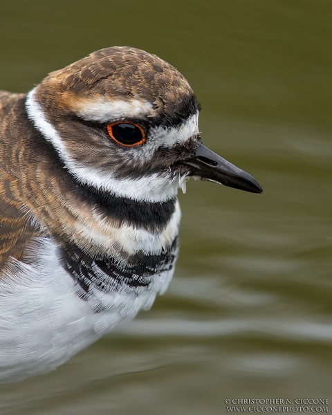 Killdeer