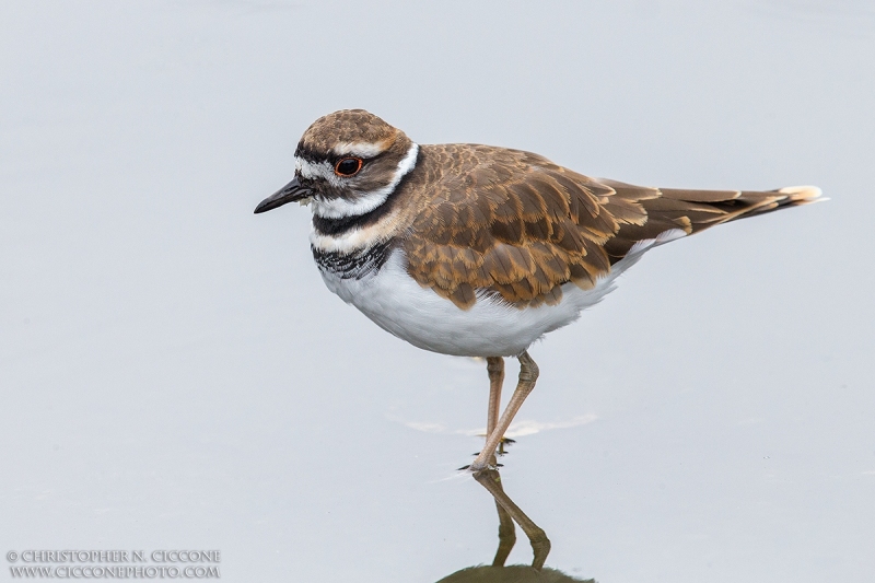 Killdeer