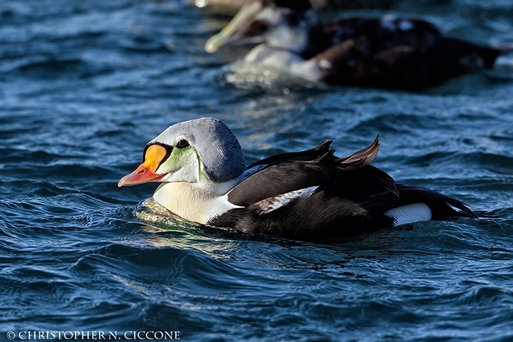 King Eider