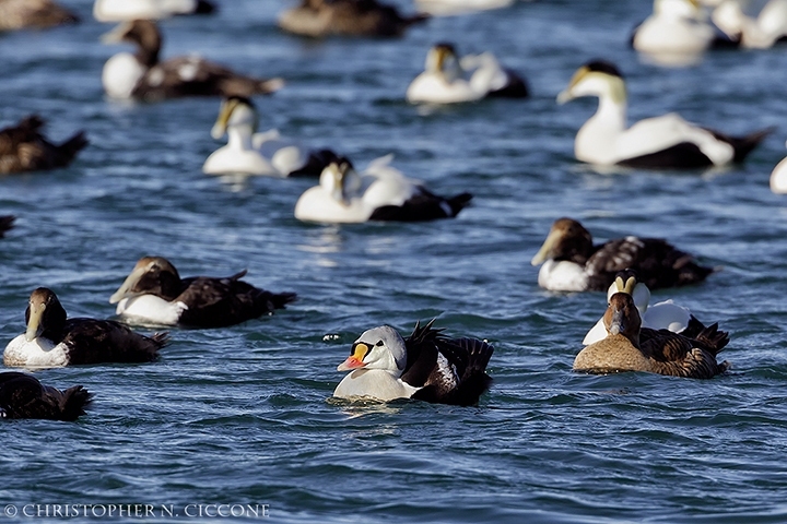 King Eider