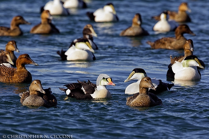 King Eider