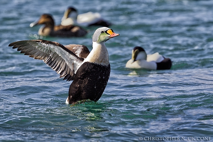 King Eider