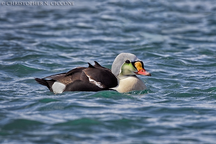 King Eider