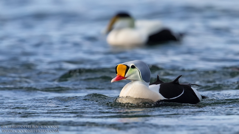 King Eider