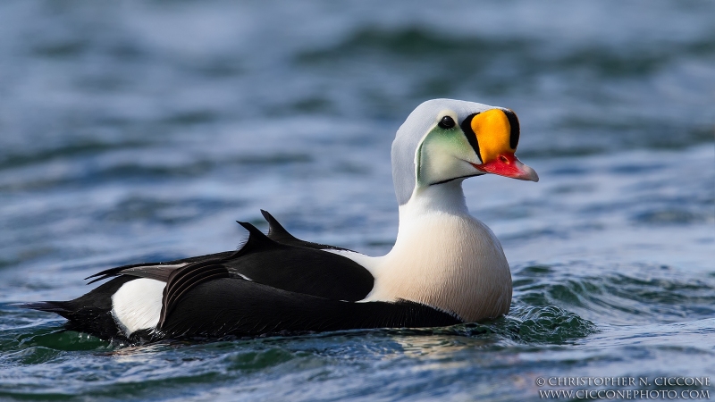 King Eider