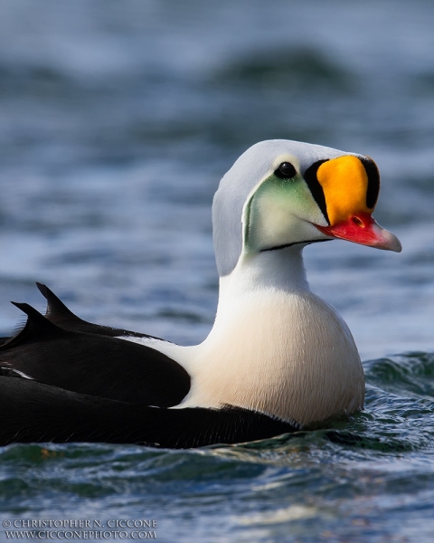 King Eider