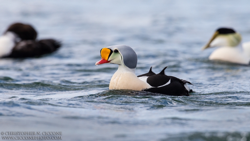 King Eider