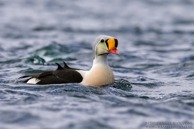 King Eider