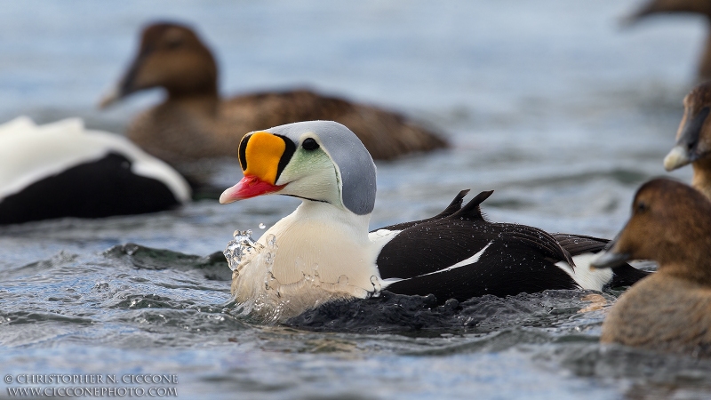 King Eider