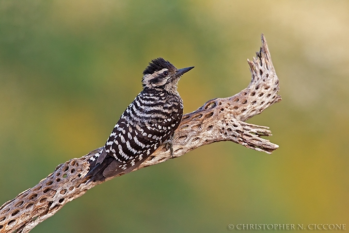 Ladder-backed Woodpecker