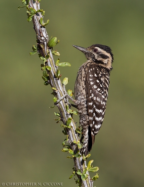 Ladder-backed Woodpecker