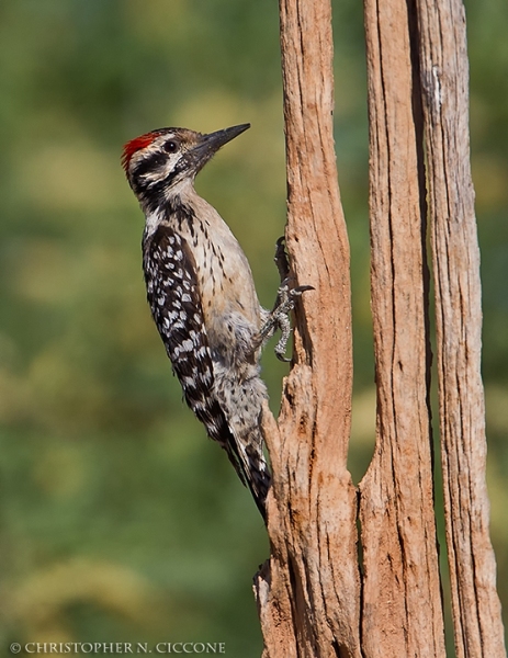 Ladder-backed Woodpecker