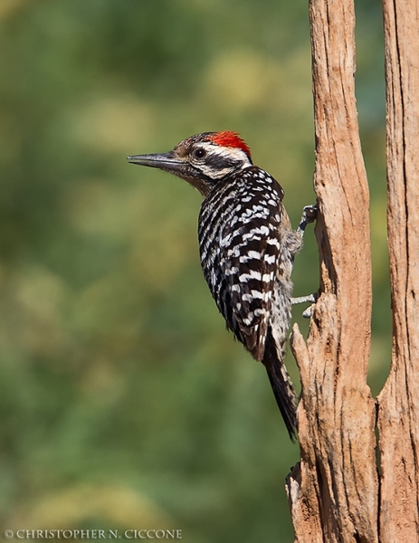 Ladder-backed Woodpecker